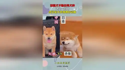 田园犬不输任何犬种,这么一对比,感觉柴犬表情都好谄媚