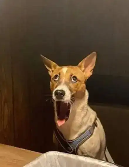 狗子打哈欠被主人偷拍,还为它制作了表情包,简直不要太好笑