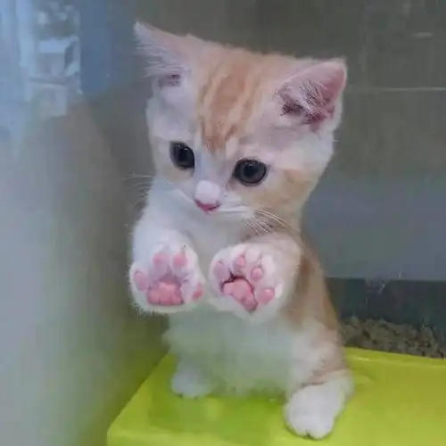 救命我被这群小猫咪萌化了