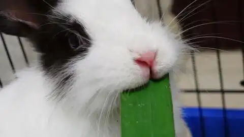 听兔子吃草的声音