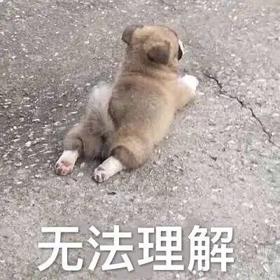 家里大大小小的中华田园犬附赠几张狗狗表情包