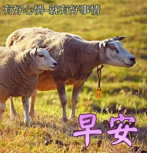 夏日漂亮早上好问候语动态表情鲜花图片创意唯美夏日早安祝福语