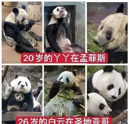 瘦骨嶙峋美国动物园再被曝恶劣对待大熊猫,看着心疼