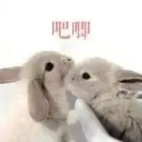 今日表情包精选无辜的小兔子
