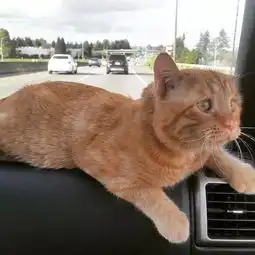 哭哭脸橘猫在放弃之际被领养,到家一小时立刻截然不同