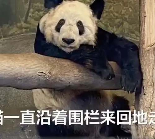 瘦骨嶙峋美国动物园再被曝恶劣对待大熊猫,看着心疼