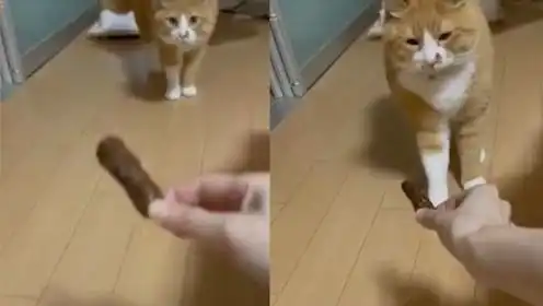 国外小伙当猫咪面吃花林糖,像极排泄物震惊猫咪,表情亮了
