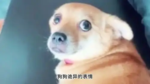 一只狗行8表情包狗狗
