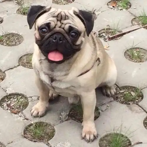丁哥犬是什么狗