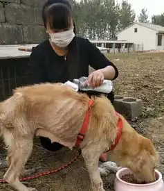 流浪狗瘦骨嶙峋,好心人的一个小举动,让狗狗前所未有的幸福