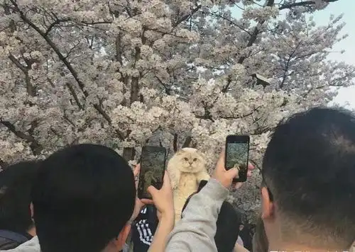 猫gif这表情哈哈哈哈,真的很像大郎