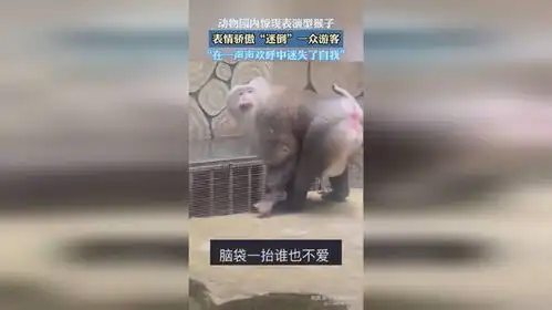 动物园内惊现表演型猴子表情骄傲迷倒一众游客