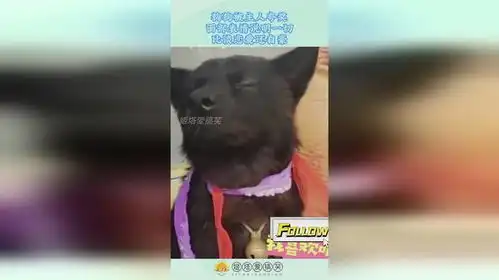 狗狗被主人夸奖,面部表情说明一切,比谈恋爱还自豪