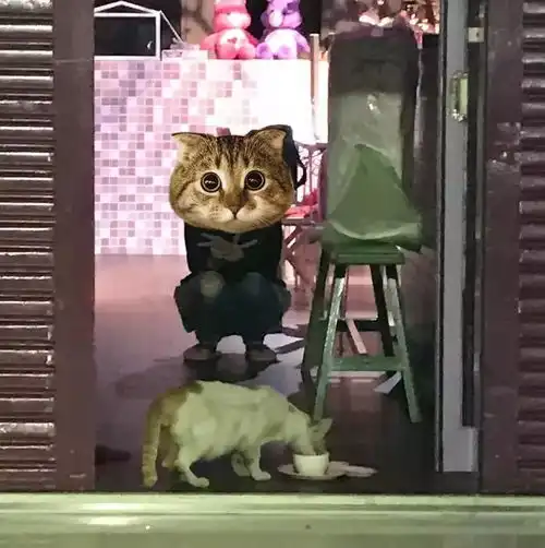 这只橘猫很会用心机盯准一家吐司店