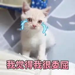 表情包丨萌猫表情包来袭