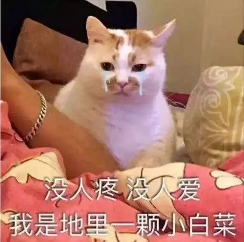 nononono猫表情包极强
