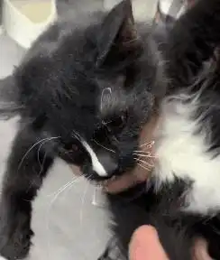 猫咪好奇去扒电门,结果被电成了爆炸头,表情生无可恋