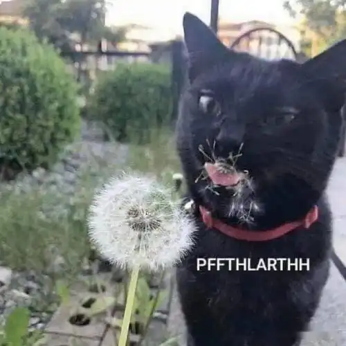 画师将各种沙雕猫猫图卡通化,这搞笑的可爱画风,也太魔性啦