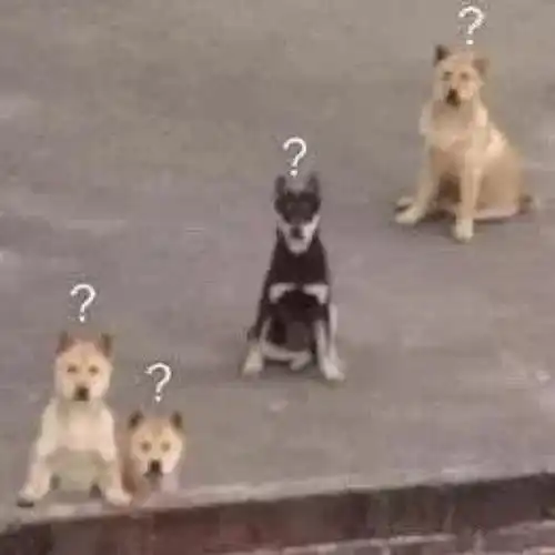 搞笑可爱表情包
