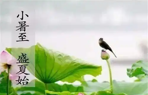 小暑,问候