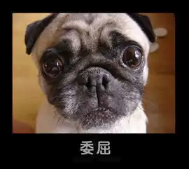 关于狗的问题,我这么看