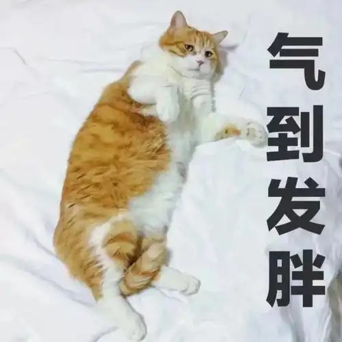专门拍表情包的软件猫咪