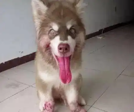 朋友一直劝我养狗,养狗一个月后终于明白朋友的险恶用心