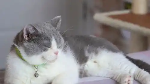 又一个喜欢爬上主人床的小猫咪,眼神温和,表情傻乎乎