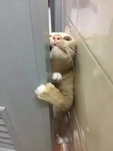 主人入厕,猫咪奋力开门保护,猫咪的表情让人笑掉了大牙