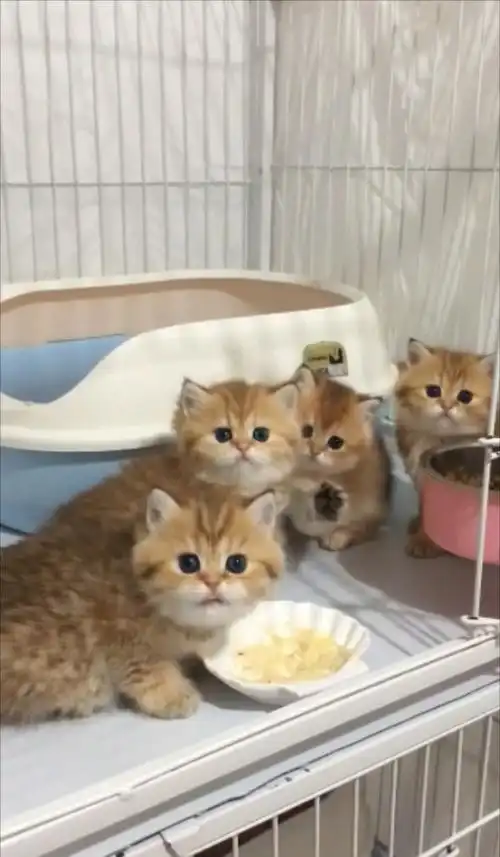 猫咪一家子出现同一个表情,网友确认过眼神,确定是亲生的