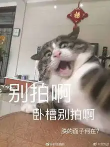 我不的表情包养猫