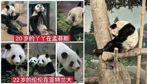 挨饿扛病瘦骨嶙峋,国宝熊猫离世不忍直视它在国外经历了什么