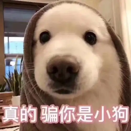 我猜每个人都会有那么几个狗狗的表情包