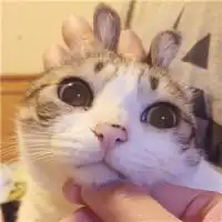 快手头像猫咪动漫微信头像图片大全