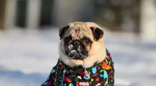 下雪之后,这些狗狗要疯了