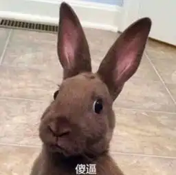 超皮超搞笑的表情包我睡了,打钱之外的事不要叫我