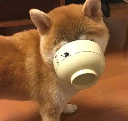 我家柴犬5个月了,老有人说他是土狗我该怎么办